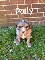Polly, a female Bernedoodle for sale in Travelers Rest, SC – Photo 7 of 8