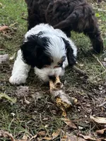 Red Boy, a male Cavapoo for sale in Travelers Rest, SC – 4 of 7