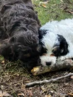 Blue Boy, a male Cavapoo for sale in Travelers Rest, SC – 2 of 8