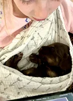 Blue Boy, a male Cavapoo for sale in Travelers Rest, SC – 3 of 8