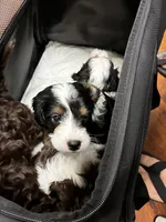 Purple Girl, a female Cavapoo for sale in Travelers Rest, SC – 7 of 7