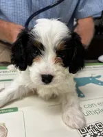 Red Boy, a male Cavapoo for sale in Travelers Rest, SC – 6 of 7