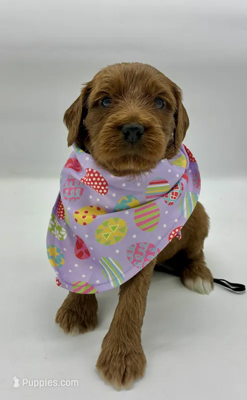 Charlie – Miniature Goldendoodle puppy for sale in Travelers Rest, SC