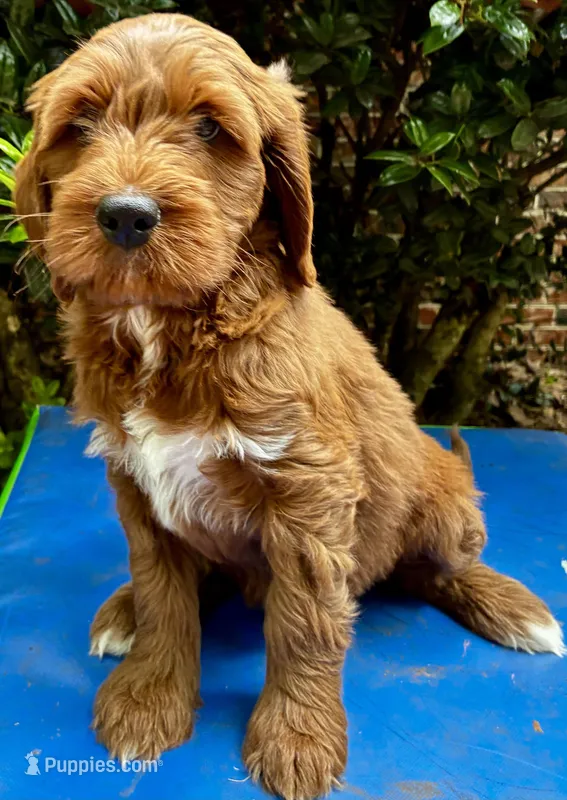 Charlie – Miniature Goldendoodle puppy for sale in Travelers Rest, SC