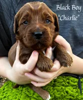 Charlie, a male Miniature Goldendoodle for sale in Travelers Rest, SC – Photo 3 of 3