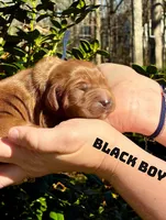 Charlie, a male Miniature Goldendoodle for sale in Travelers Rest, SC – Photo 2 of 3