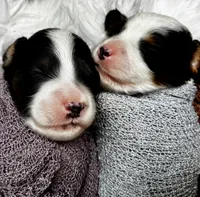 Purple Girl, a female Cavapoo for sale in Travelers Rest, SC – 6 of 7