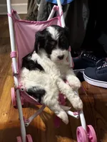 Purple Girl, a female Cavapoo for sale in Travelers Rest, SC – 5 of 7