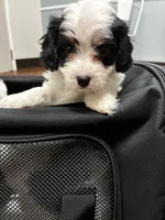 Red Boy, a male Cavapoo for sale in Travelers Rest, SC – 7 of 7
