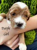 Daisy, a female Miniature Goldendoodle for sale in Travelers Rest, SC – Photo 5 of 6