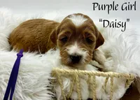 Daisy, a female Miniature Goldendoodle for sale in Travelers Rest, SC – Photo 4 of 6