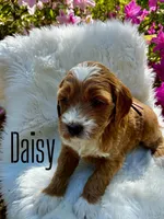 Daisy, a female Miniature Goldendoodle for sale in Travelers Rest, SC – Photo 1 of 6