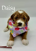 Daisy, a female Miniature Goldendoodle for sale in Travelers Rest, SC – Photo 3 of 6