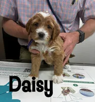 Daisy, a female Miniature Goldendoodle for sale in Travelers Rest, SC – Photo 6 of 6