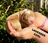 Daisy, a female Miniature Goldendoodle for sale in Travelers Rest, SC – Photo 2 of 6