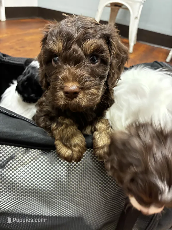 Blue Boy – Cavapoo puppy for sale in Travelers Rest, SC