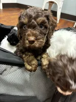 Blue Boy, a male Cavapoo for sale in Travelers Rest, SC – 1 of 8