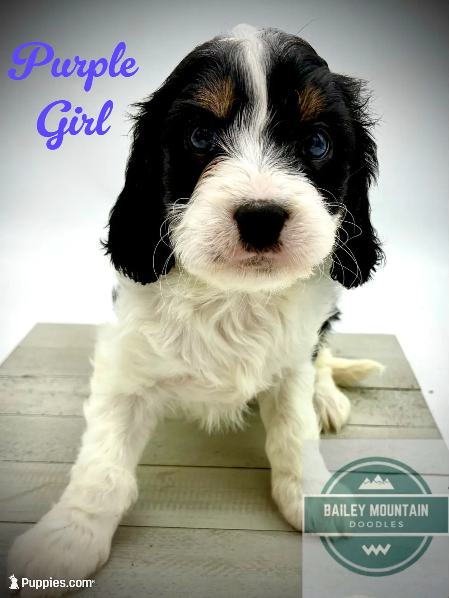Purple Girl, a female Cavapoo for sale in Travelers Rest, SC – 1 of 7
