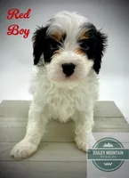 Red Boy, a male Cavapoo for sale in Travelers Rest, SC – 5 of 7