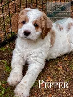Pepper, a female Golden Mountain Doodle for sale in Travelers Rest, SC – 1 of 7