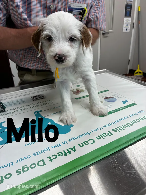 Milo – Miniature Goldendoodle puppy for sale in Travelers Rest, SC