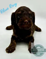 Blue Boy, a male Cavapoo for sale in Travelers Rest, SC – 6 of 8
