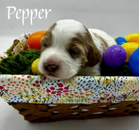 Pepper, a female Golden Mountain Doodle for sale in Travelers Rest, SC – 4 of 7