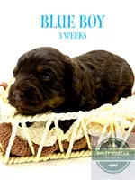 Blue Boy, a male Cavapoo for sale in Travelers Rest, SC – 7 of 8