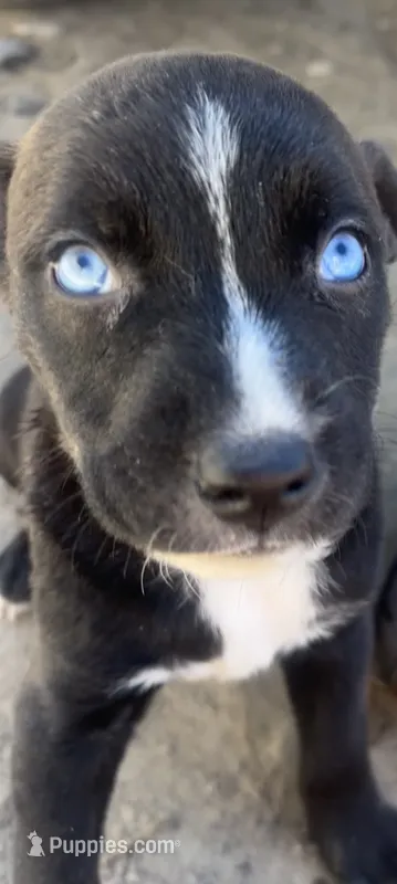 Skunka  – Catahoula Leopard Dog puppy for sale in Ignacio, CO