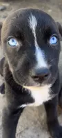Skunka , a female Catahoula Leopard Dog for sale in Ignacio, CO – 1 of 4