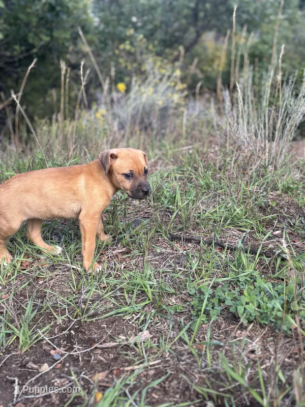 Bingo – Catahoula Leopard Dog puppy for sale in Ignacio, CO