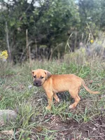 Bingo, a female Catahoula Leopard Dog for sale in Ignacio, CO – 2 of 2