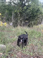 Skunka , a female Catahoula Leopard Dog for sale in Ignacio, CO – 2 of 4