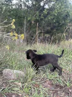 Skunka , a female Catahoula Leopard Dog for sale in Ignacio, CO – 3 of 4