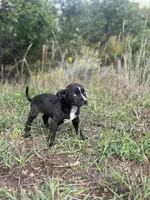 Skunka , a female Catahoula Leopard Dog for sale in Ignacio, CO – 4 of 4