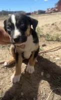 Ruby, a male Catahoula Leopard Dog for sale in Ignacio, CO – 1 of 1