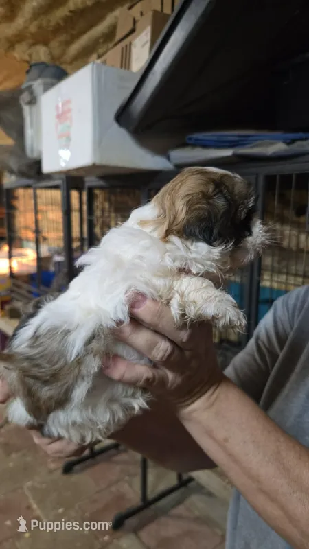 Shih Girl – Shih Tzu puppy for sale in Texarkana, TX