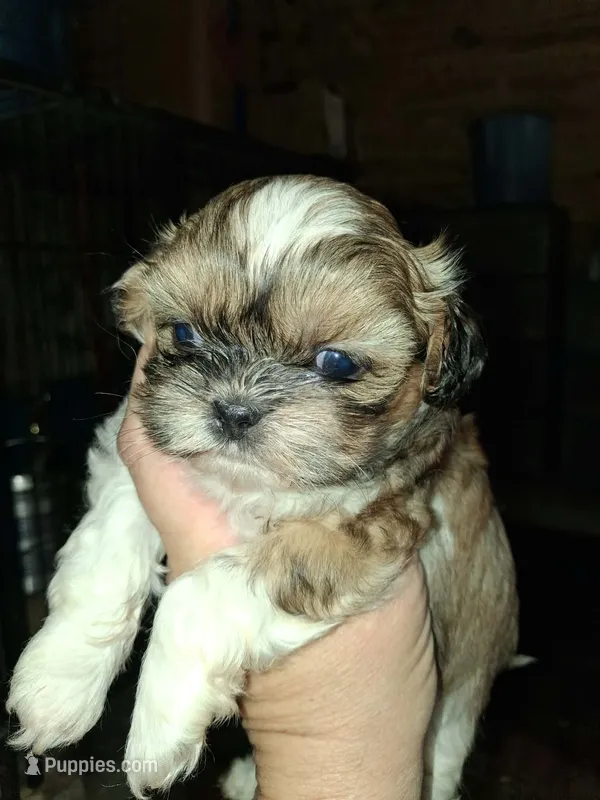 Shih F2 – Shih Tzu puppy for sale in Texarkana, TX