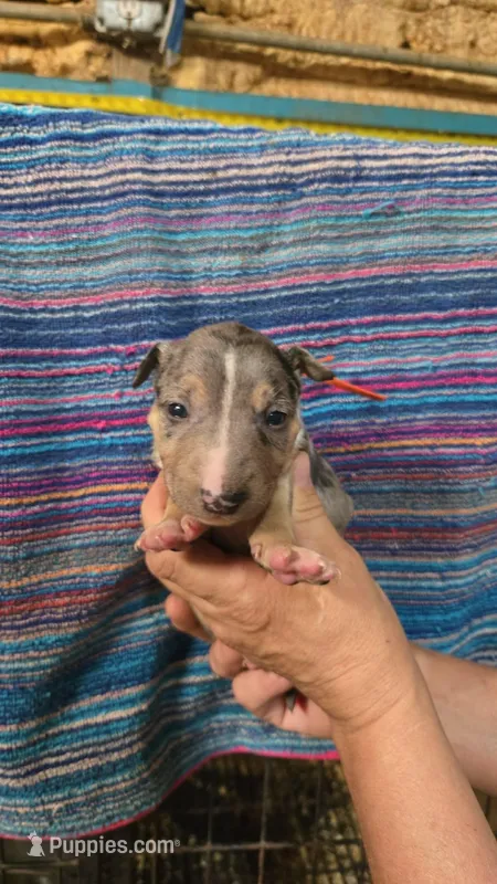 Orange Boy – Miniature Bull Terrier puppy for sale in Texarkana, TX