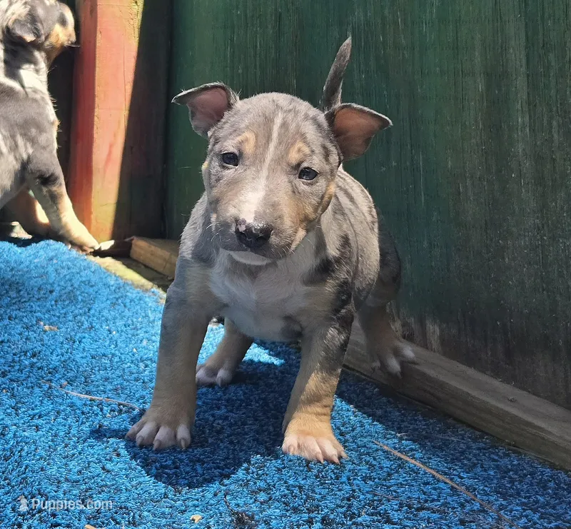 Orange Boy – Miniature Bull Terrier puppy for sale in Texarkana, TX