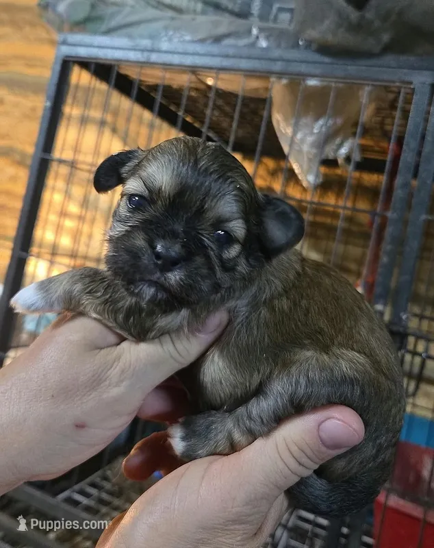 Shih Boy – Shih Tzu puppy for sale in Texarkana, TX