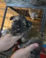 Shih Boy, a male Shih Tzu for sale in Texarkana, TX – 1 of 3