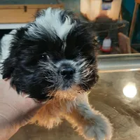 M3, a male French Bulldog and Shih Tzu for sale in Texarkana, TX – Photo 3 of 4