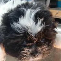 M3, a male French Bulldog and Shih Tzu for sale in Texarkana, TX – Photo 4 of 4