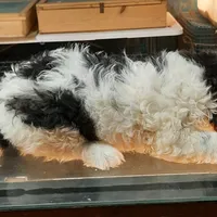 M3, a male French Bulldog and Shih Tzu for sale in Texarkana, TX – Photo 2 of 4