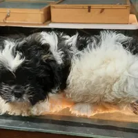 M3, a male French Bulldog and Shih Tzu for sale in Texarkana, TX – Photo 1 of 4