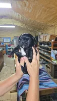Boy 1, a male French Bulldog and Shih Tzu for sale in Texarkana, TX – 1 of 2