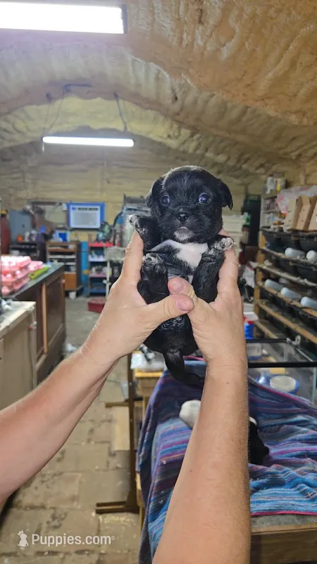 Boy 2 – French Bulldog, Shih Tzu puppy for sale in Texarkana, TX