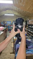 Boy 2, a male French Bulldog and Shih Tzu for sale in Texarkana, TX – 1 of 2