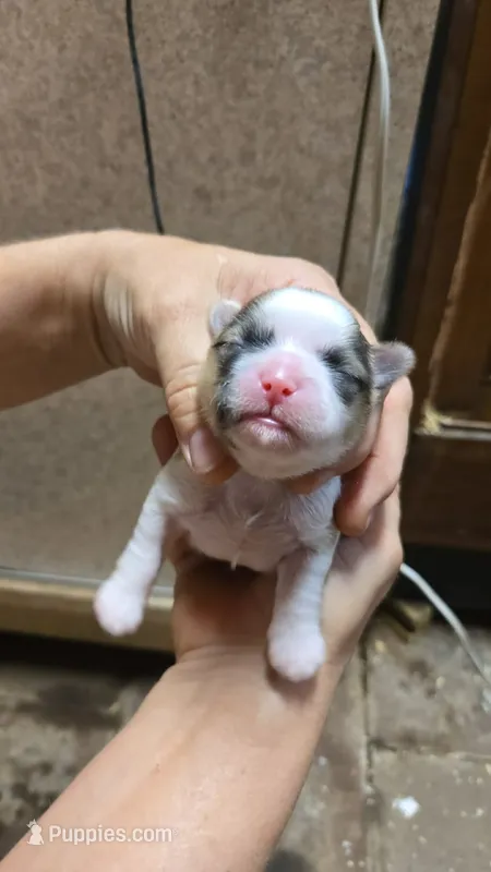 Boy 4 – Shih Tzu puppy for sale in Texarkana, TX